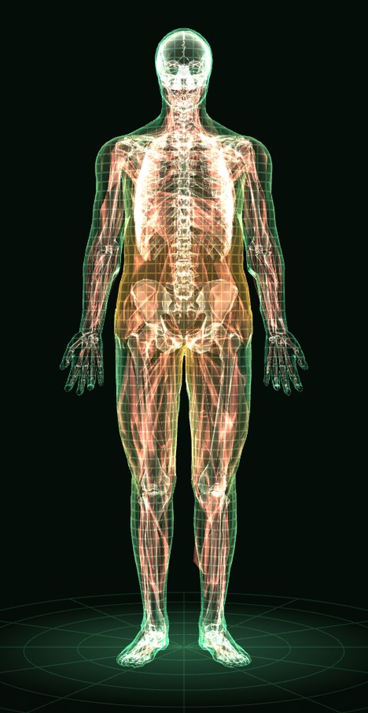 Cuerpo hombre en 3D: todas las capas