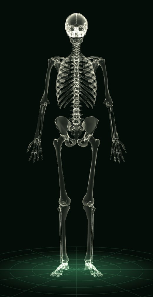 Cuerpo hombre en 3D: esqueleto